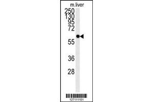 Image no. 1 for anti-Prenylcysteine Oxidase 1 Like (PCYOX1L) (C-Term) antibody (ABIN2494960)