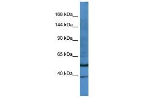 Image no. 1 for anti-E2F Transcription Factor 8 (E2F8) (N-Term) antibody (ABIN2783090)