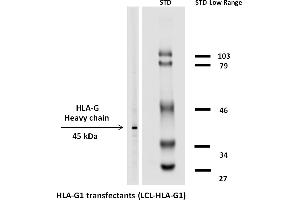 Image no. 1 for anti-HLA Class I Histocompatibility Antigen, alpha Chain G (HLAG) antibody (Biotin) (ABIN94367)