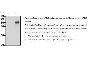 Image no. 4 for anti-Calreticulin (CALR) (C-Term) antibody (ABIN2451930)