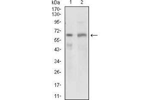 Image no. 2 for anti-Osteoactivin (GPNMB) (AA 31-260) antibody (ABIN1724859)