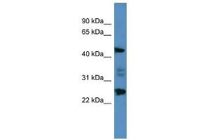 Image no. 1 for anti-Oxidative Stress Induced Growth Inhibitor Family Member 2 (OSGIN2) (C-Term) antibody (ABIN929433)