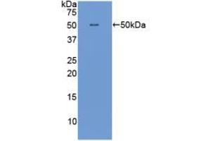 Image no. 1 for anti-Interferon alpha (IFNA) (AA 23-187) antibody (ABIN2935102)