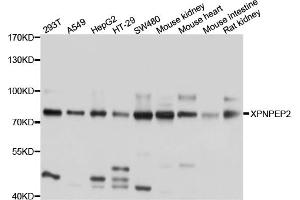 Image no. 1 for anti-X-Prolyl Aminopeptidase (Aminopeptidase P) 2, Membrane-Bound (XPNPEP2) antibody (ABIN6566837)