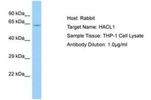 HACL1 抗体  (AA 102-151)