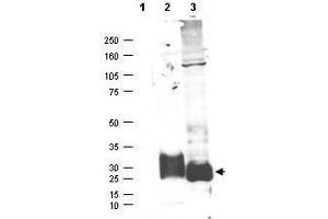 Western blot using  affinity purified anti-MAGP-2 antibody shows detection (arrowhead) of secreted MAGP-2 (lane 2) and MAGP-2 present in a MAGP-2 transfected HEK293 lysate (lane 3).