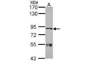 Image no. 3 for anti-Dishevelled, Dsh Homolog 3 (Drosophila) (DVL3) (N-Term) antibody (ABIN2855412)
