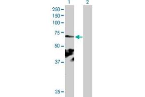 Western Blot analysis of KIAA0562 expression in transfected 293T cell line by KIAA0562 MaxPab polyclonal antibody.