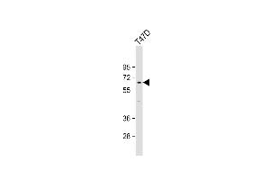 LCORL antibody  (AA 306-334)