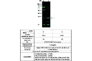 Image no. 1 for anti-Protein Tyrosine Phosphatase, Mitochondrial 1 (PTPMT1) (AA 28-201) antibody (ABIN6924301)