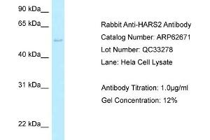 Image no. 1 for anti-Histidyl-tRNA Synthetase 2, Mitochondrial (Putative) (HARS2) (C-Term) antibody (ABIN2789202)