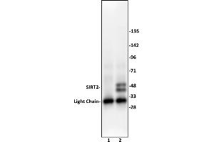 Image no. 2 for anti-Sirtuin 2 (SIRT2) (C-Term) antibody (ABIN6972719)
