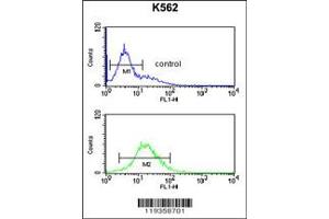 Image no. 3 for anti-Granzyme M (Lymphocyte Met-Ase 1) (GZMM) antibody (ABIN2438236)