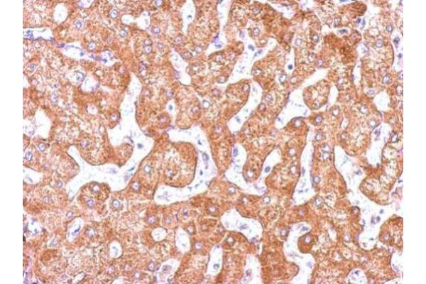 anti-Granulocyte Chemotactic Protein 2 (GCP2) (N-Term) antibody