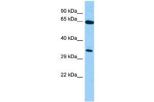 Image no. 1 for anti-Hepatic Leukemia Factor (HLF) (N-Term) antibody (ABIN2777268)