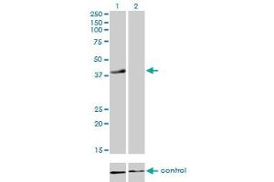 Image no. 2 for anti-Replication Factor C (Activator 1) 4, 37kDa (RFC4) (AA 254-363) antibody (ABIN562635)