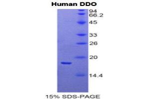 Image no. 1 for D-Aspartate Oxidase (DDO) protein (ABIN1170291)