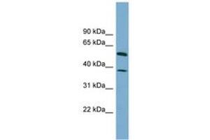 Image no. 1 for anti-Hepatic and Glial Cell Adhesion Molecule (HEPACAM) (AA 107-156) antibody (ABIN6743842)