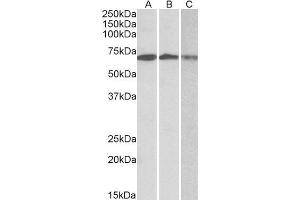 Image no. 2 for anti-2'-5'-Oligoadenylate Synthetase 2, 69/71kDa (OAS2) (AA 357-371) antibody (ABIN1782147)
