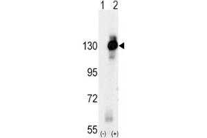 Image no. 5 for anti-Colony Stimulating Factor 1 Receptor (CSF1R) (AA 940-971) antibody (ABIN3030557)