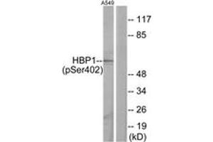 Western blot analysis of extracts from A549 cells treated with PMA 125ng/ml 30', using HBP1 (Phospho-Ser402) Antibody.