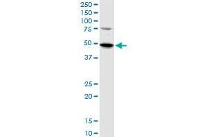 Image no. 2 for anti-SET Domain Containing (Lysine Methyltransferase) 7 (SETD7) (AA 257-366) antibody (ABIN566460)