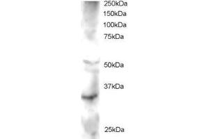 FRAT2 antibody  (C-Term)