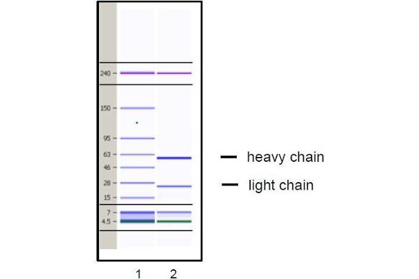 Fc Receptor (FcRn) Antikörper