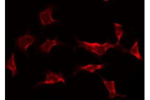 Image no. 2 for anti-Caspase 9, Apoptosis-Related Cysteine Peptidase (CASP9) (Cleaved-Asp353) antibody (ABIN6254881)