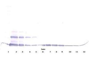 Image no. 1 for anti-Chemokine (C-C Motif) Ligand 16 (CCL16) antibody (Biotin) (ABIN465304)