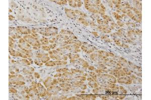 Image no. 5 for anti-Mitogen-Activated Protein Kinase Kinase 7 (MAP2K7) (AA 1-99) antibody (ABIN562438)