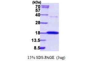 Image no. 1 for Ribonuclease, RNase A Family, 7 (RNASE7) (AA 29-156) protein (His tag) (ABIN5852939)