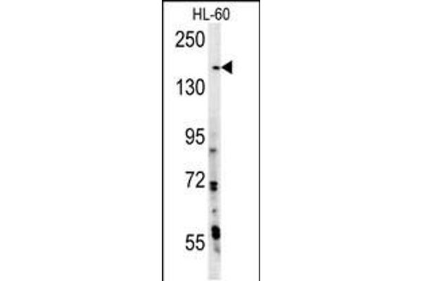 PHLPP2 antibody  (N-Term)
