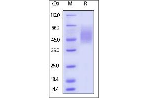 Image no. 2 for Natural Killer Cell Receptor 2B4 (CD244) (AA 22-221) protein (His tag,AVI tag,Biotin) (ABIN5674581)