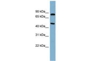 Image no. 1 for anti-Pantothenate Kinase 4 (PANK4) (N-Term) antibody (ABIN6744129)