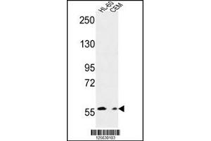 Image no. 1 for anti-MICAL-Like 2 (MICALL2) antibody (ABIN2445766)