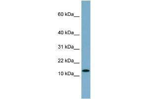 Image no. 2 for anti-Ribosomal Protein S27L (RPS27L) (N-Term) antibody (ABIN2786896)