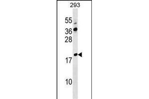 LYZL4 Antibody (Center) (ABIN1538359 and ABIN2849592) western blot analysis in 293 cell line lysates (35 μg/lane).