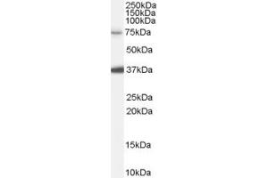 Image no. 1 for anti-Neural Precursor Cell Expressed, Developmentally Down-Regulated 1 (NEDD1) (Internal Region) antibody (ABIN334442)
