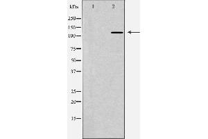 Image no. 1 for anti-Polymerase (DNA Directed), delta 1, Catalytic Subunit 125kDa (POLD1) (C-Term) antibody (ABIN6264333)