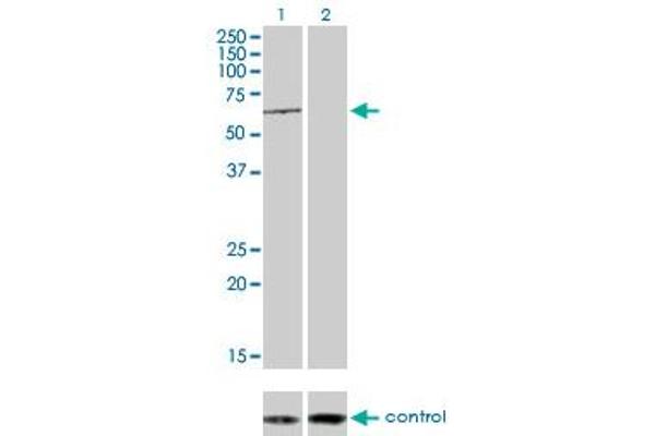 TESK2 antibody  (AA 405-542)
