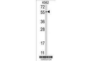 Image no. 1 for anti-Ubiquilin 1 (UBQLN1) (AA 296-326) antibody (ABIN388966)