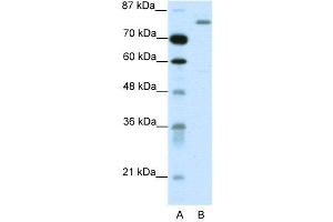 Image no. 2 for anti-Tripartite Motif Containing 28 (TRIM28) (C-Term) antibody (ABIN2780714)