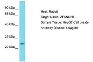 Image no. 1 for anti-Zinc Finger, AN1-Type Domain 2B (ZFAND2B) (AA 80-129) antibody (ABIN6750754)