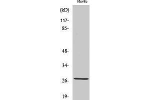Image no. 1 for anti-Acidic (Leucine-Rich) Nuclear phosphoprotein 32 Family, Member C (ANP32C) (Internal Region) antibody (ABIN3186535)