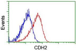 Image no. 3 for anti-Cadherin 2 (CDH2) antibody (ABIN1499626)