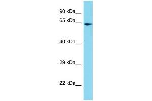 Image no. 1 for anti-Peptidylprolyl Isomerase (Cyclophilin)-Like 4 (PPIL4) (C-Term) antibody (ABIN2791240)