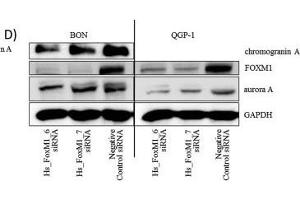 Image no. 61 for anti-Glyceraldehyde-3-Phosphate Dehydrogenase (GAPDH) (Center) antibody (ABIN2857072)