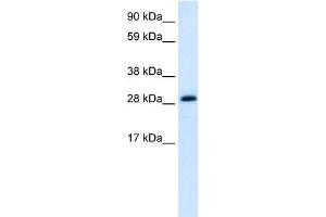 anti-Activator of Basal Transcription 1 (Abt1) (Middle Region) antibody