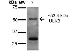Image no. 2 for anti-Unc-51-Like Kinase 3 (ULK3) (AA 166-177) antibody (ABIN5066173)